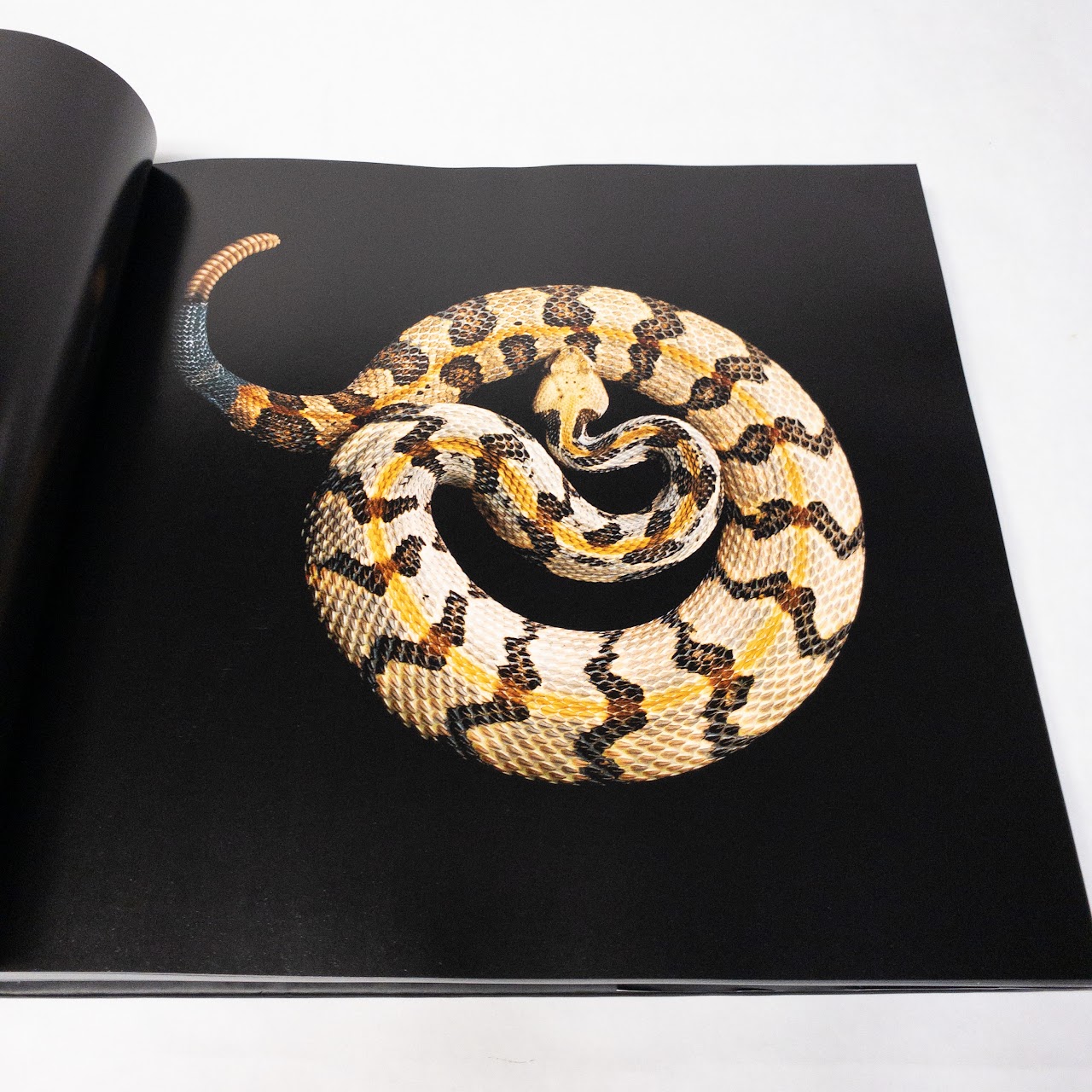 Mark Laita:"Serpentine" Signed Book