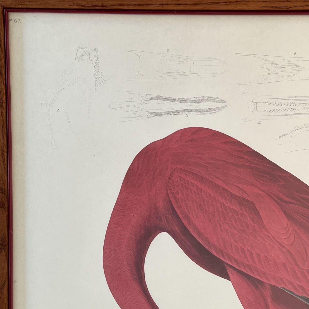 After Robert Havill 'American Flamingo' Ornithological Print