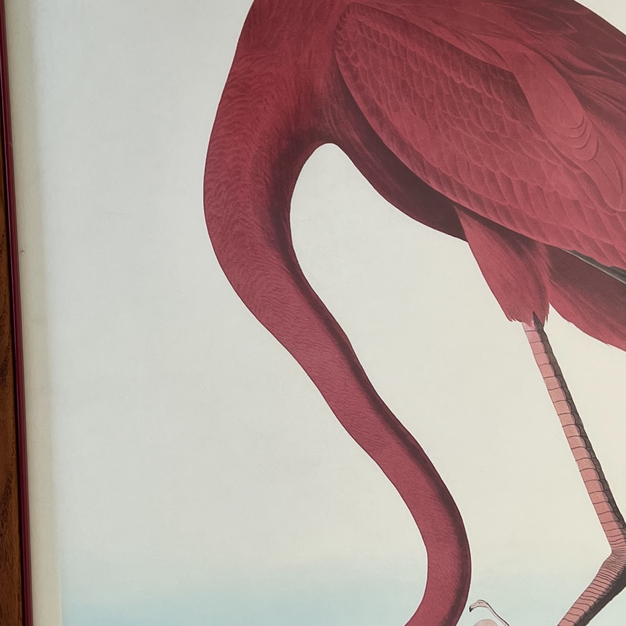 After Robert Havill 'American Flamingo' Ornithological Print