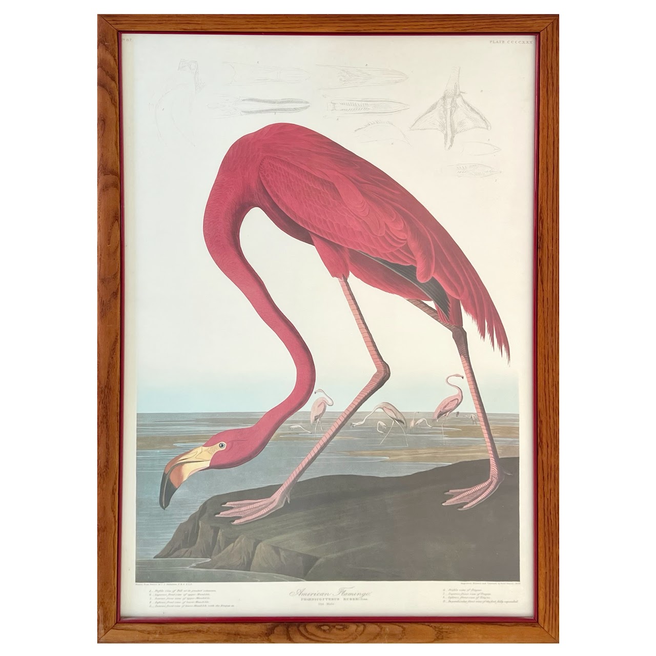 After Robert Havill 'American Flamingo' Ornithological Print