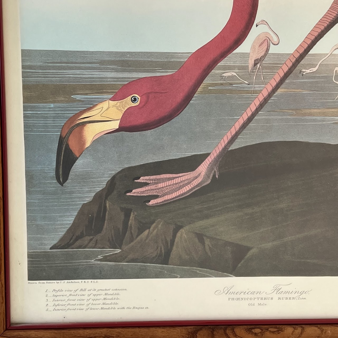 After Robert Havill 'American Flamingo' Ornithological Print