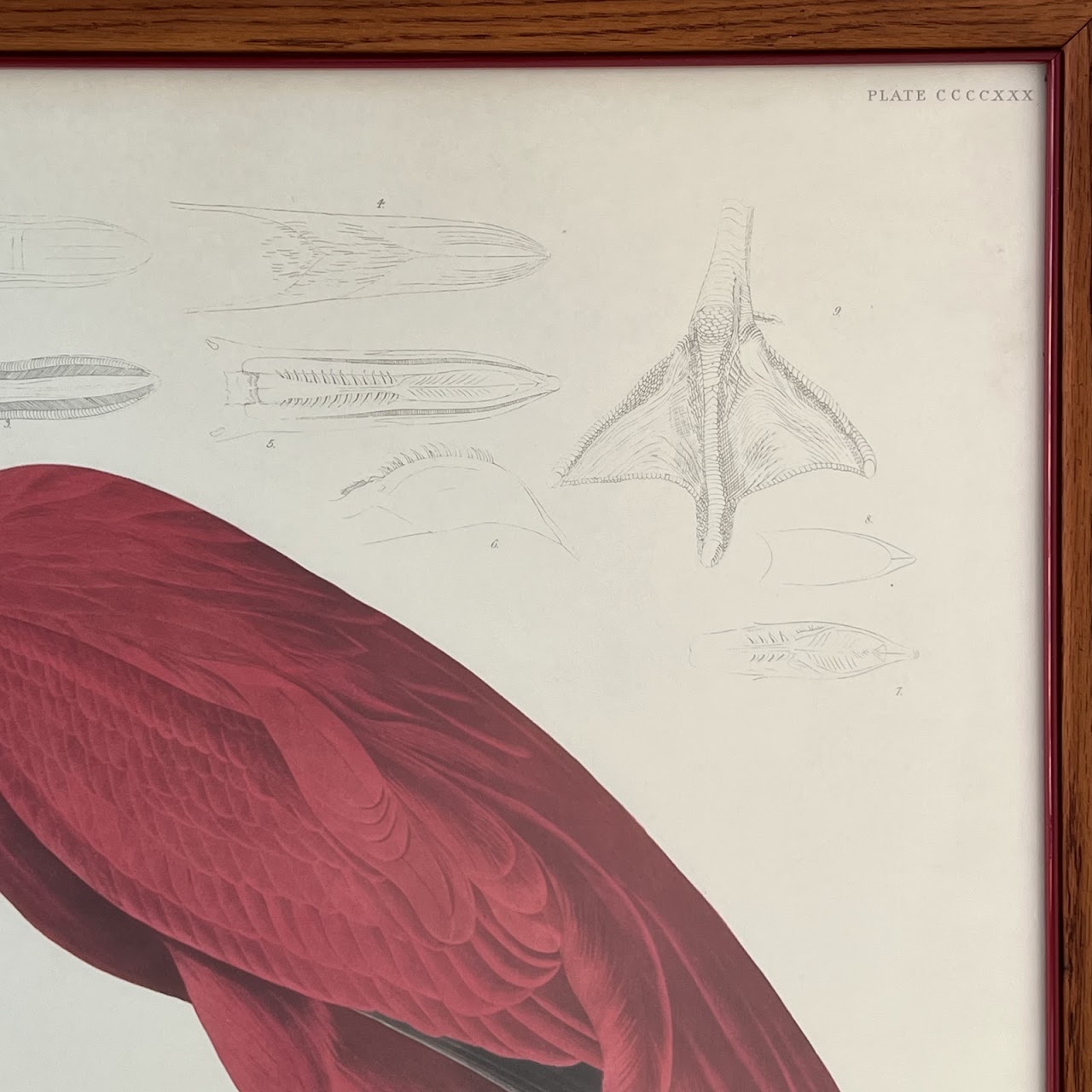 After Robert Havill 'American Flamingo' Ornithological Print