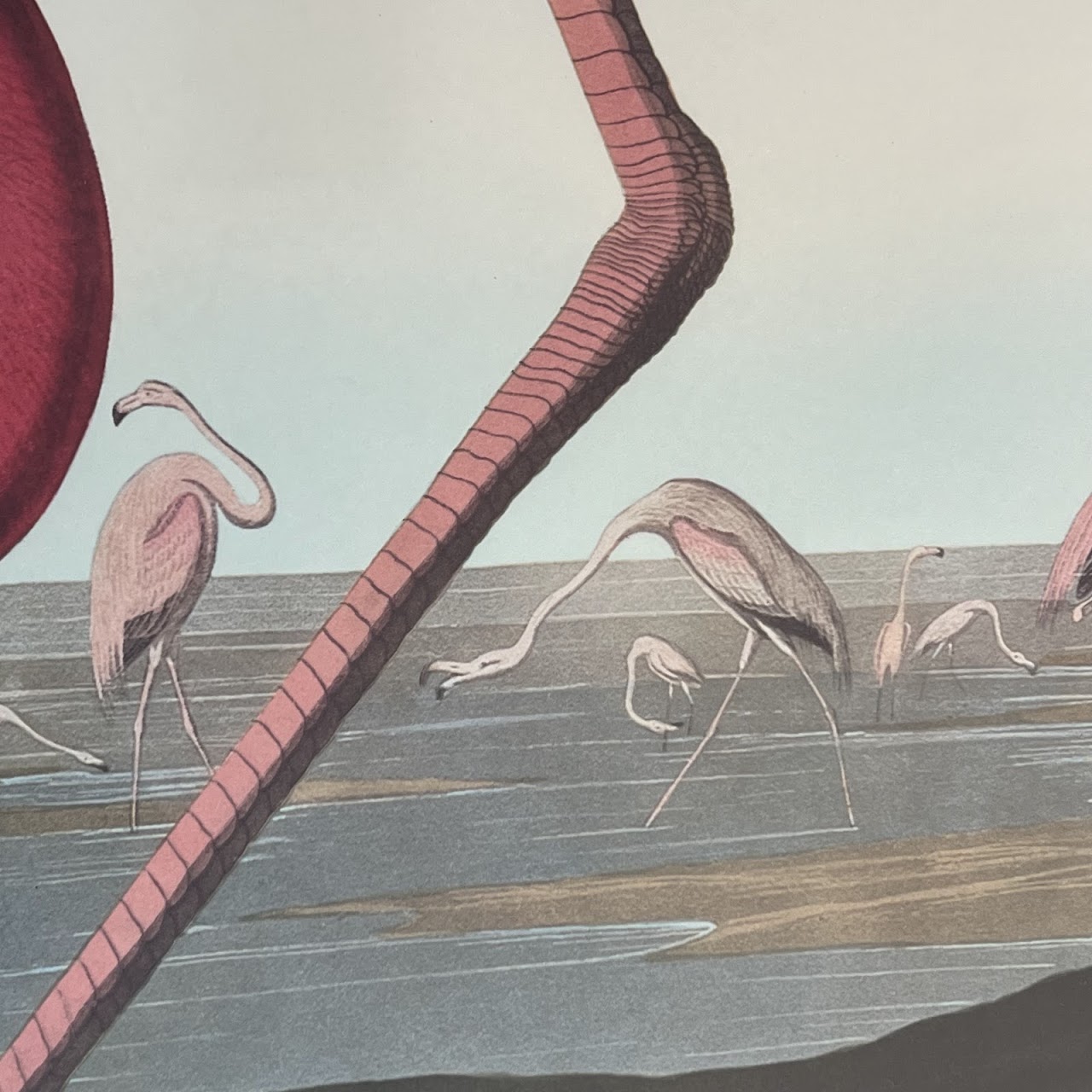 After Robert Havill 'American Flamingo' Ornithological Print