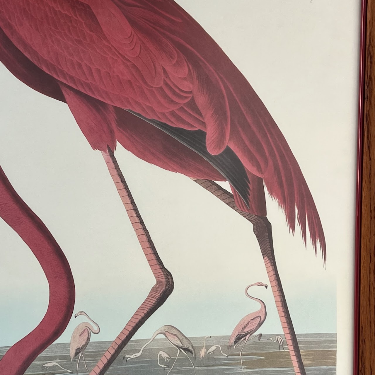 After Robert Havill 'American Flamingo' Ornithological Print