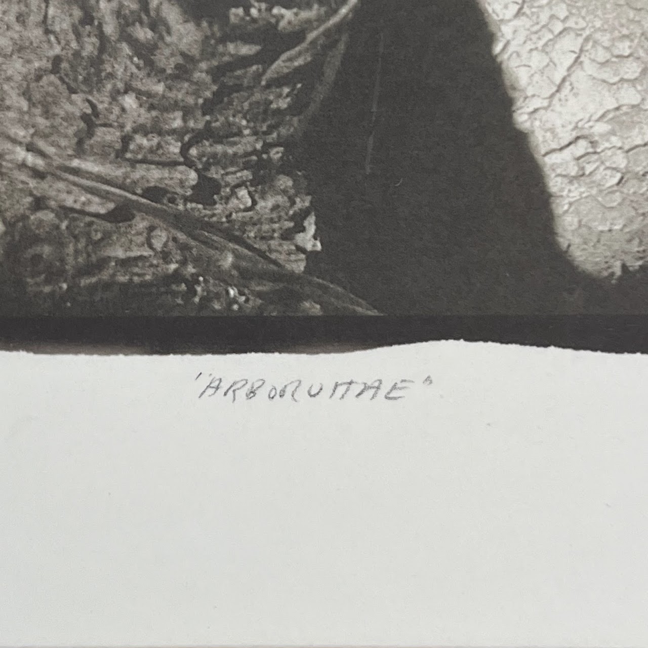 'Arborvite' Signed Surrealist Photograph, 1996