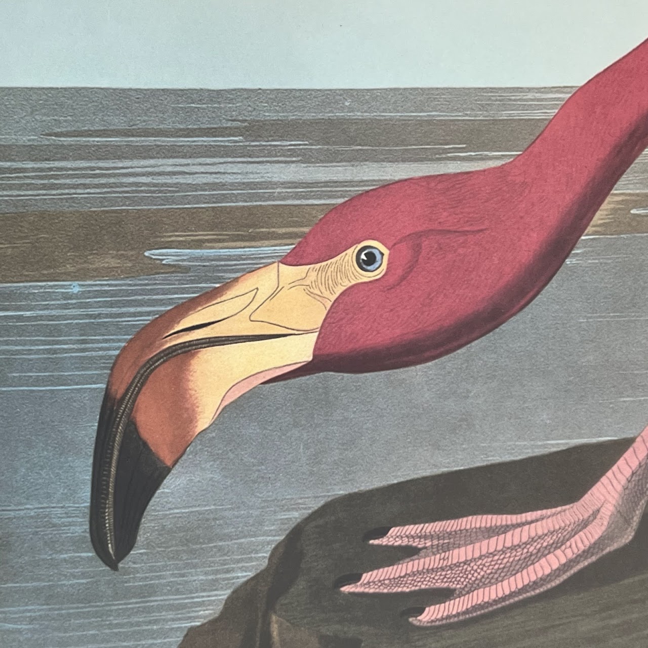 After Robert Havill 'American Flamingo' Ornithological Print