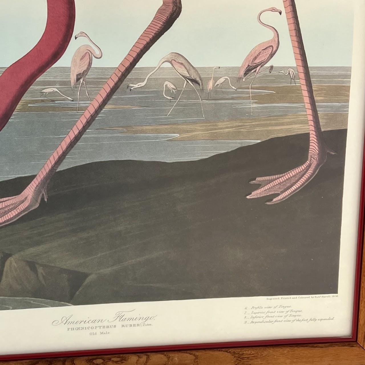 After Robert Havill 'American Flamingo' Ornithological Print