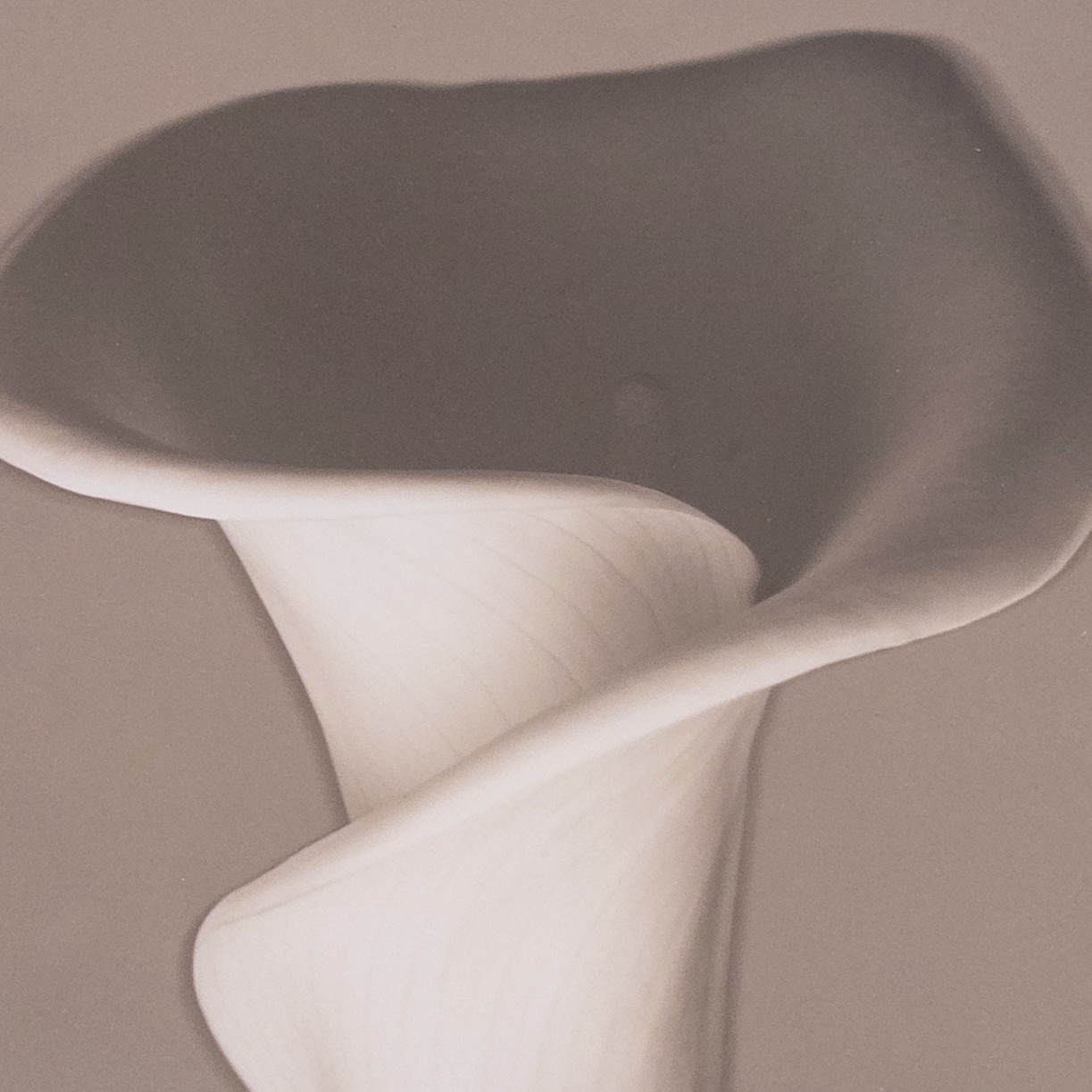 Calla Lily Signed Photograph 1