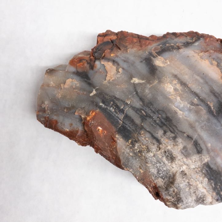 Petrified Wood Specimen