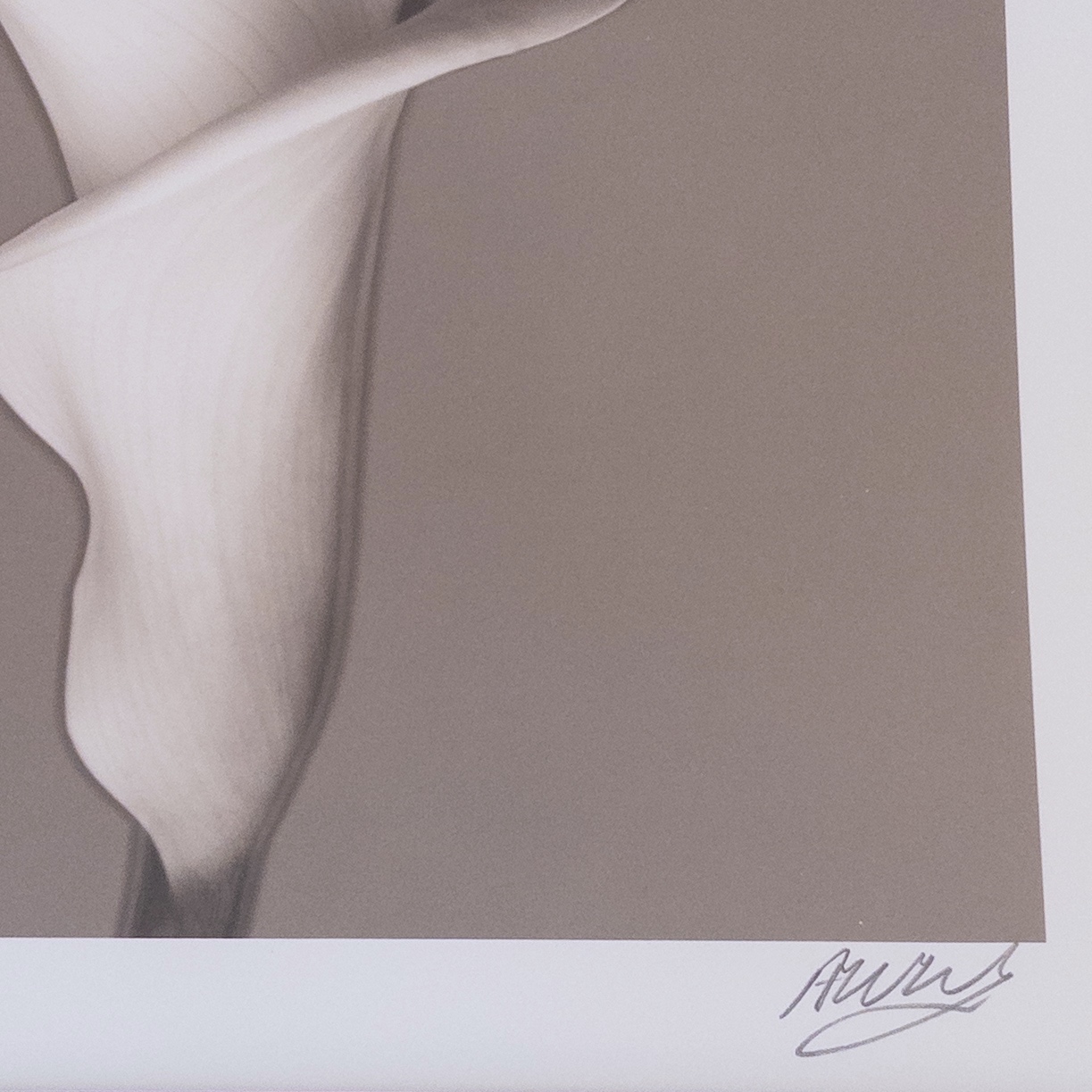 Calla Lily Signed Photograph 1