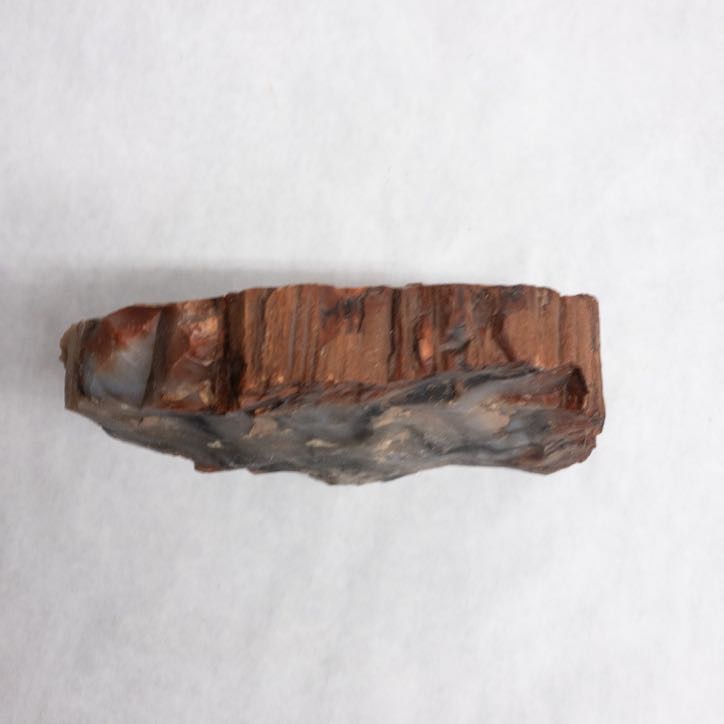 Petrified Wood Specimen