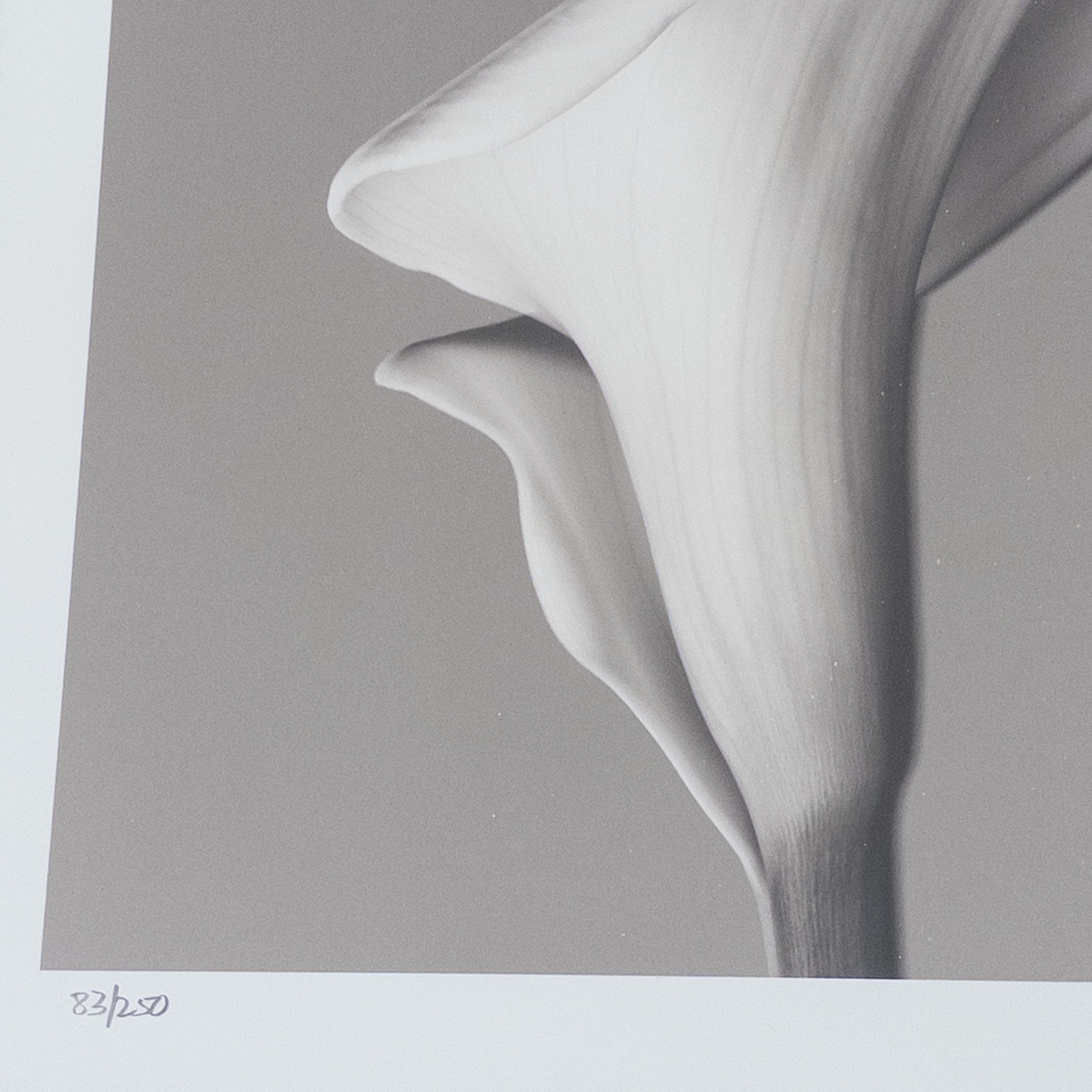 Calla Lily Signed Photograph 2