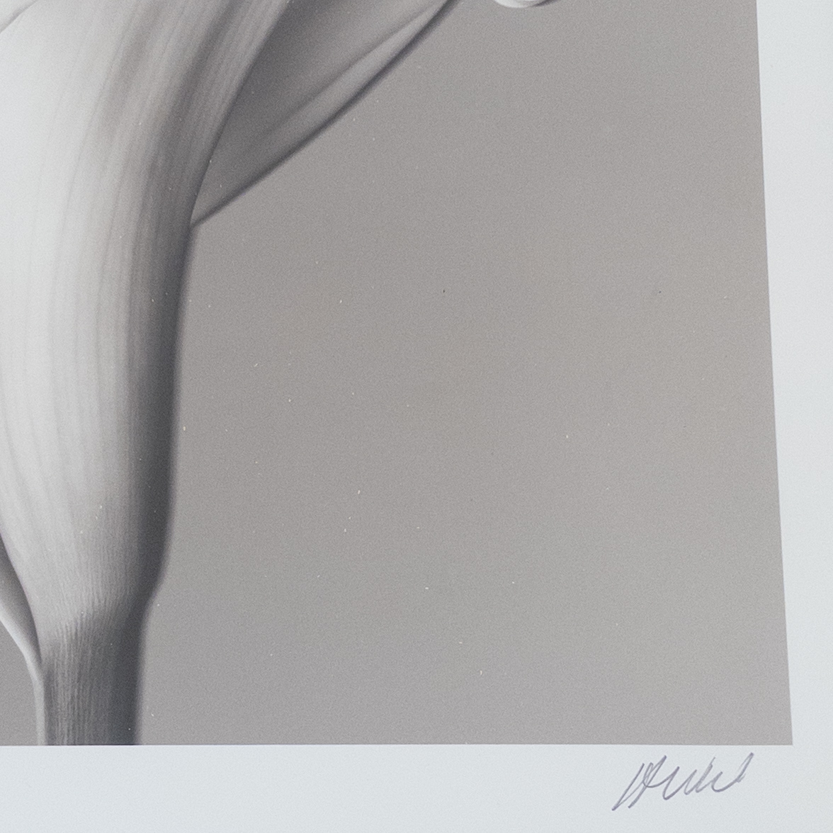 Calla Lily Signed Photograph 2