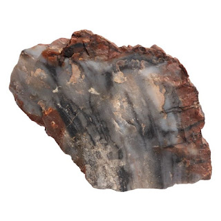 Petrified Wood Specimen