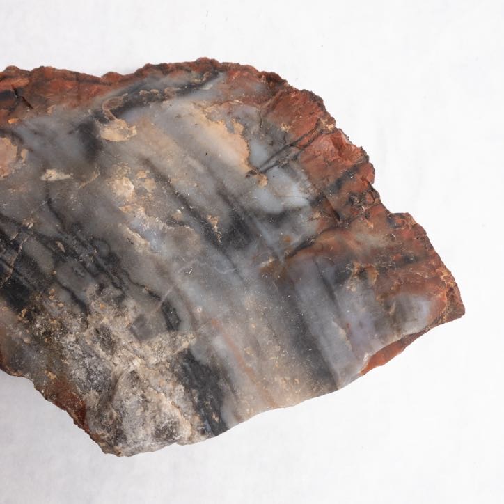 Petrified Wood Specimen