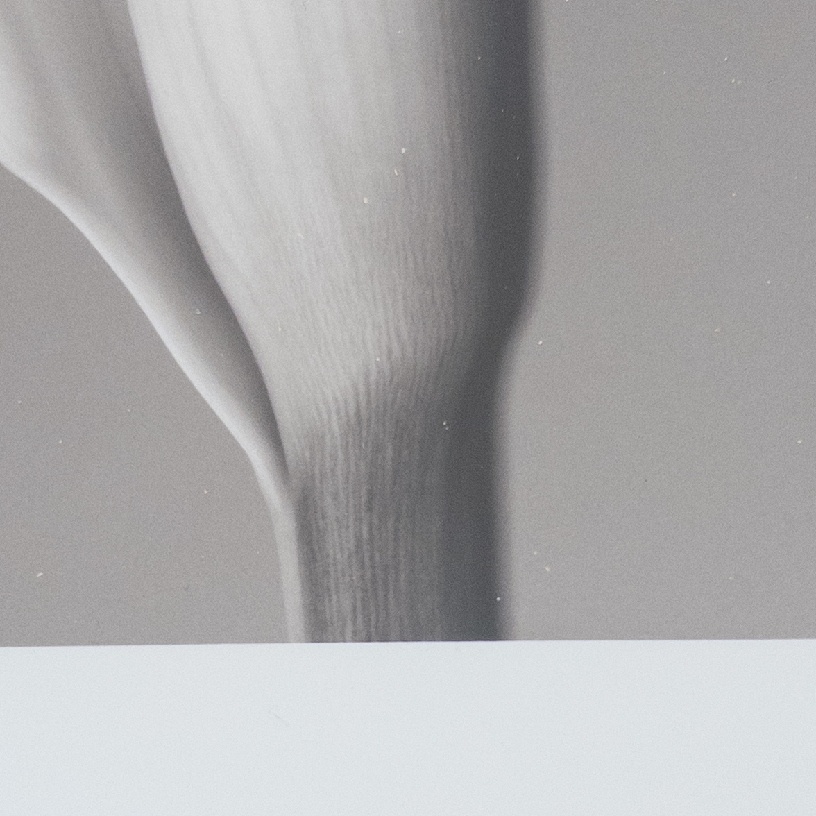 Calla Lily Signed Photograph 2