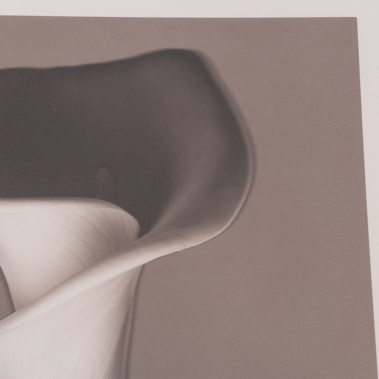 Calla Lily Signed Photograph 1