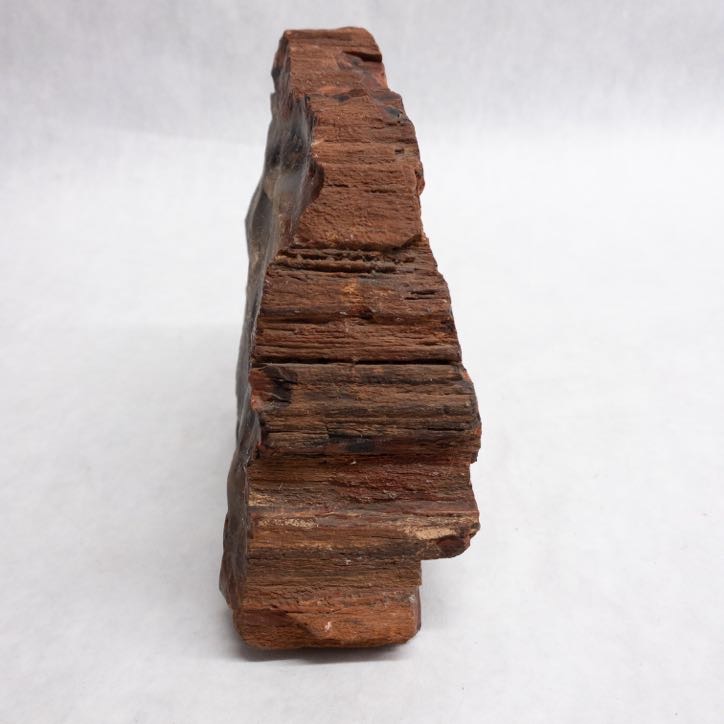 Petrified Wood Specimen