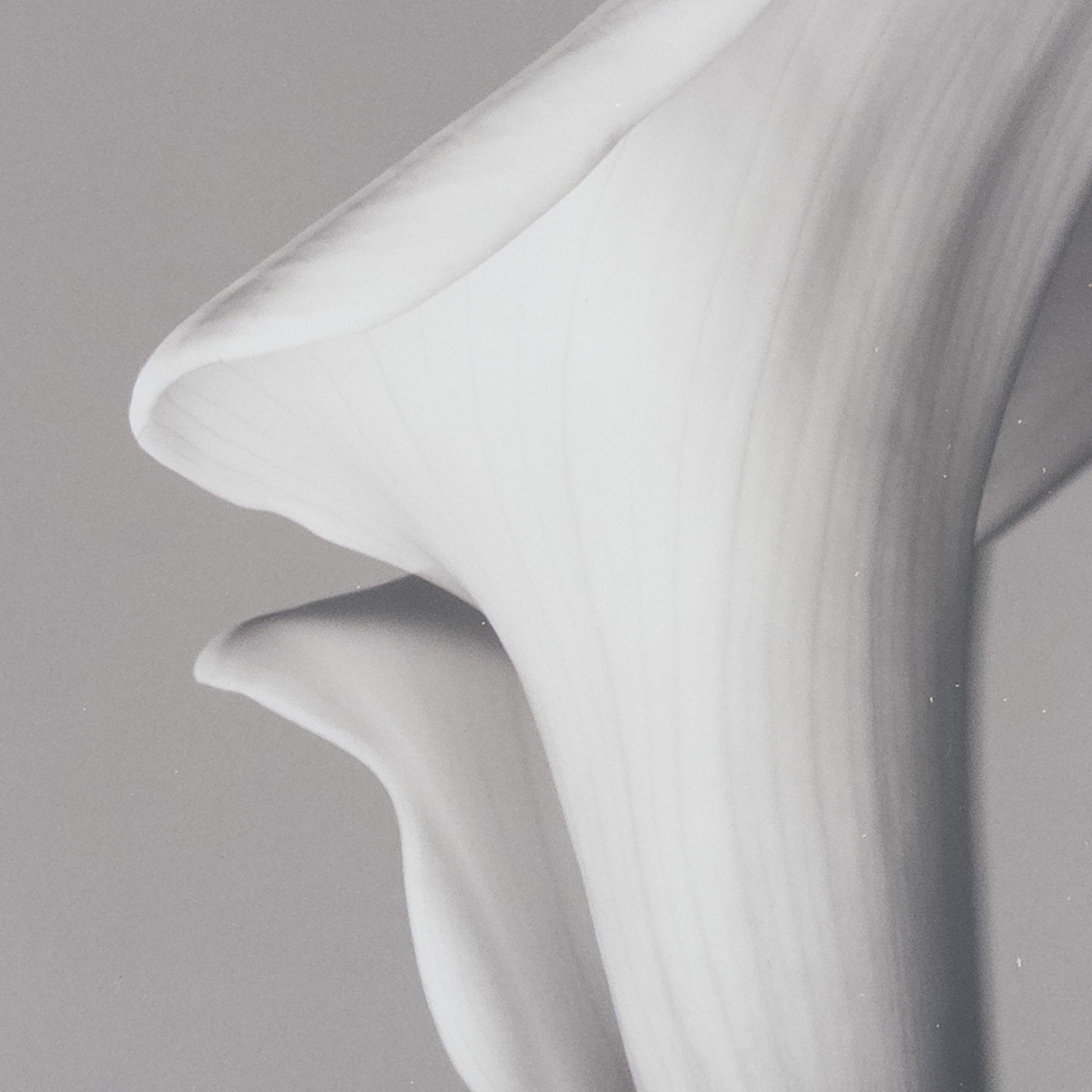 Calla Lily Signed Photograph 2