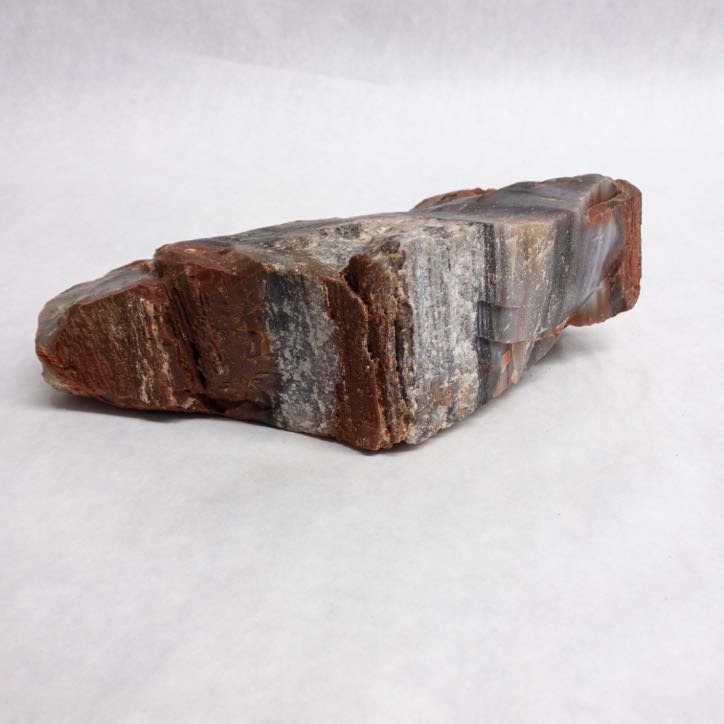 Petrified Wood Specimen