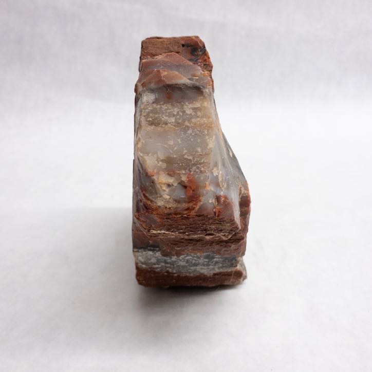 Petrified Wood Specimen