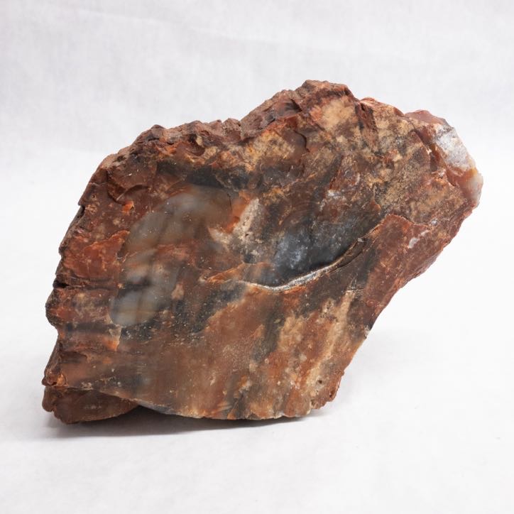 Petrified Wood Specimen