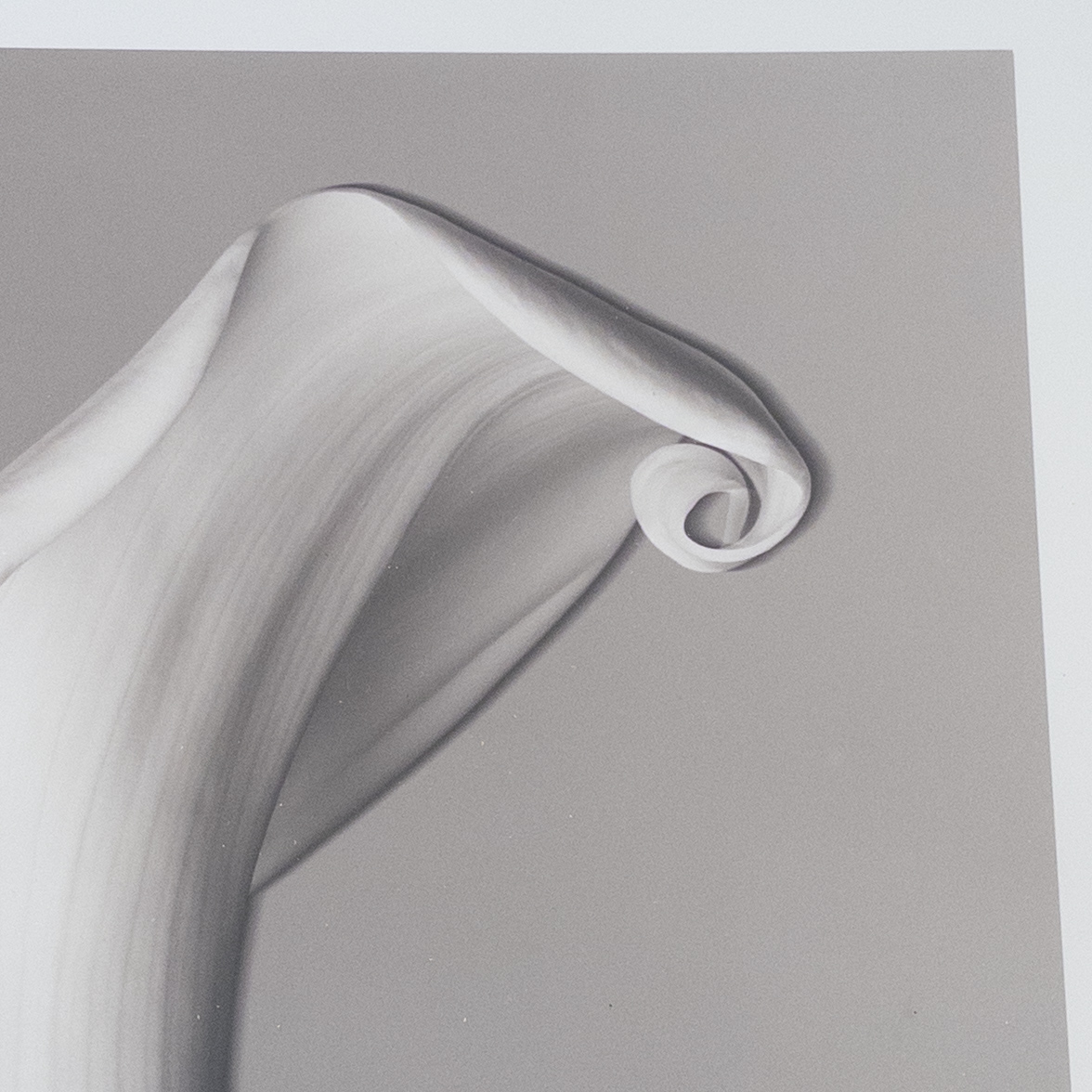 Calla Lily Signed Photograph 2