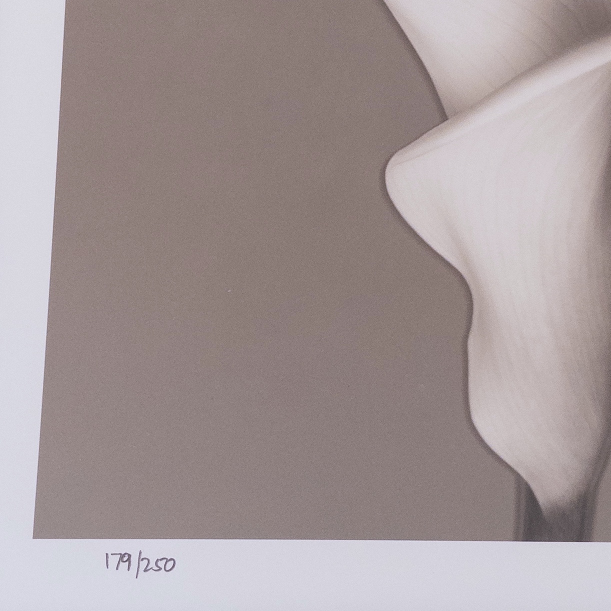 Calla Lily Signed Photograph 1