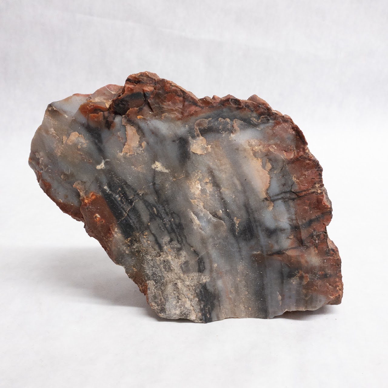 Petrified Wood Specimen