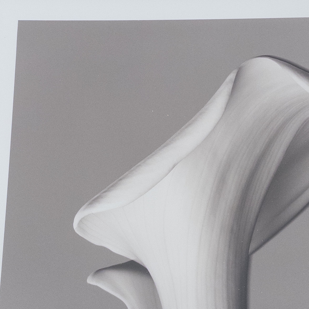 Calla Lily Signed Photograph 2