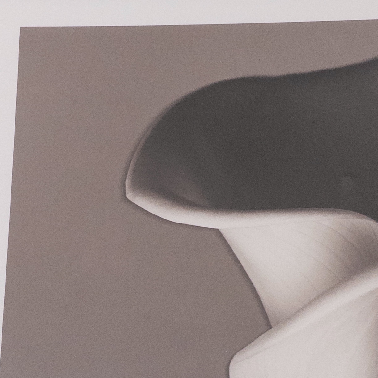 Calla Lily Signed Photograph 1