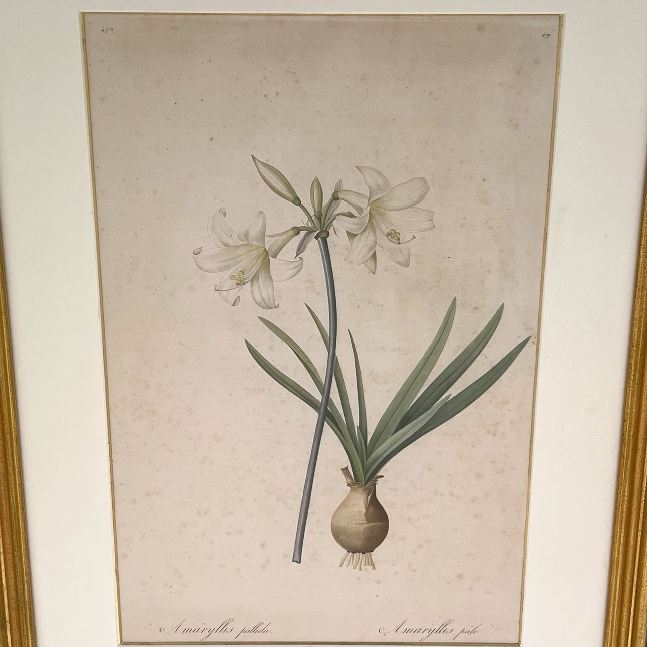 After De Gouy and Pierre Redouté 'Amaryllis' Antique Botanical Lithograph