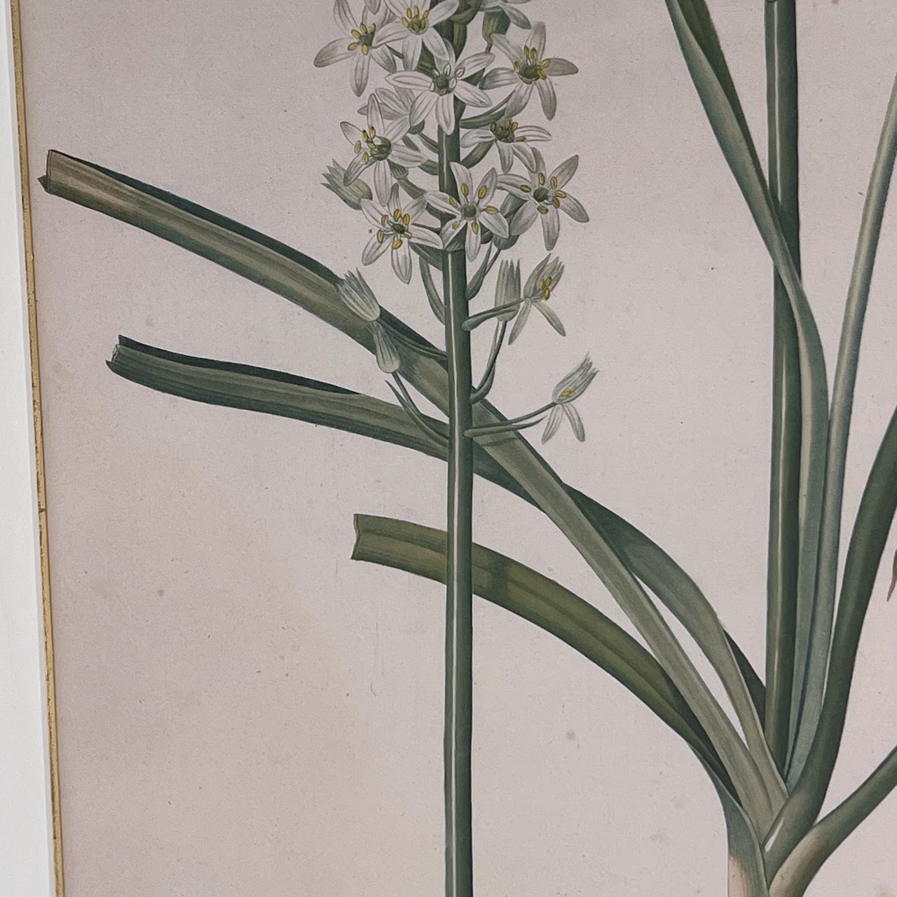 After De Gouy and Pierre Redouté 'Ornithogalum' Antique Botanical Lithograph