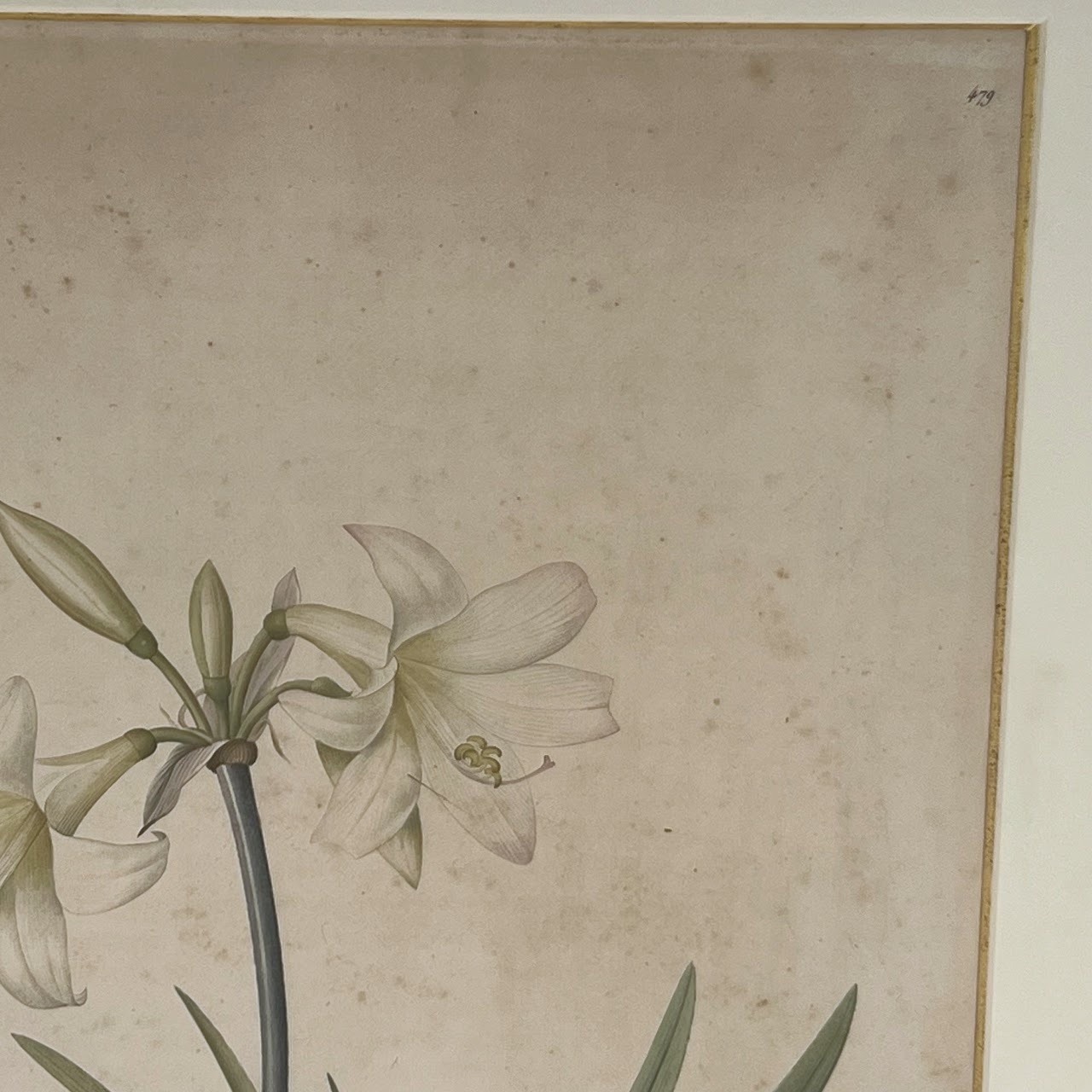 After De Gouy and Pierre Redouté 'Amaryllis' Antique Botanical Lithograph