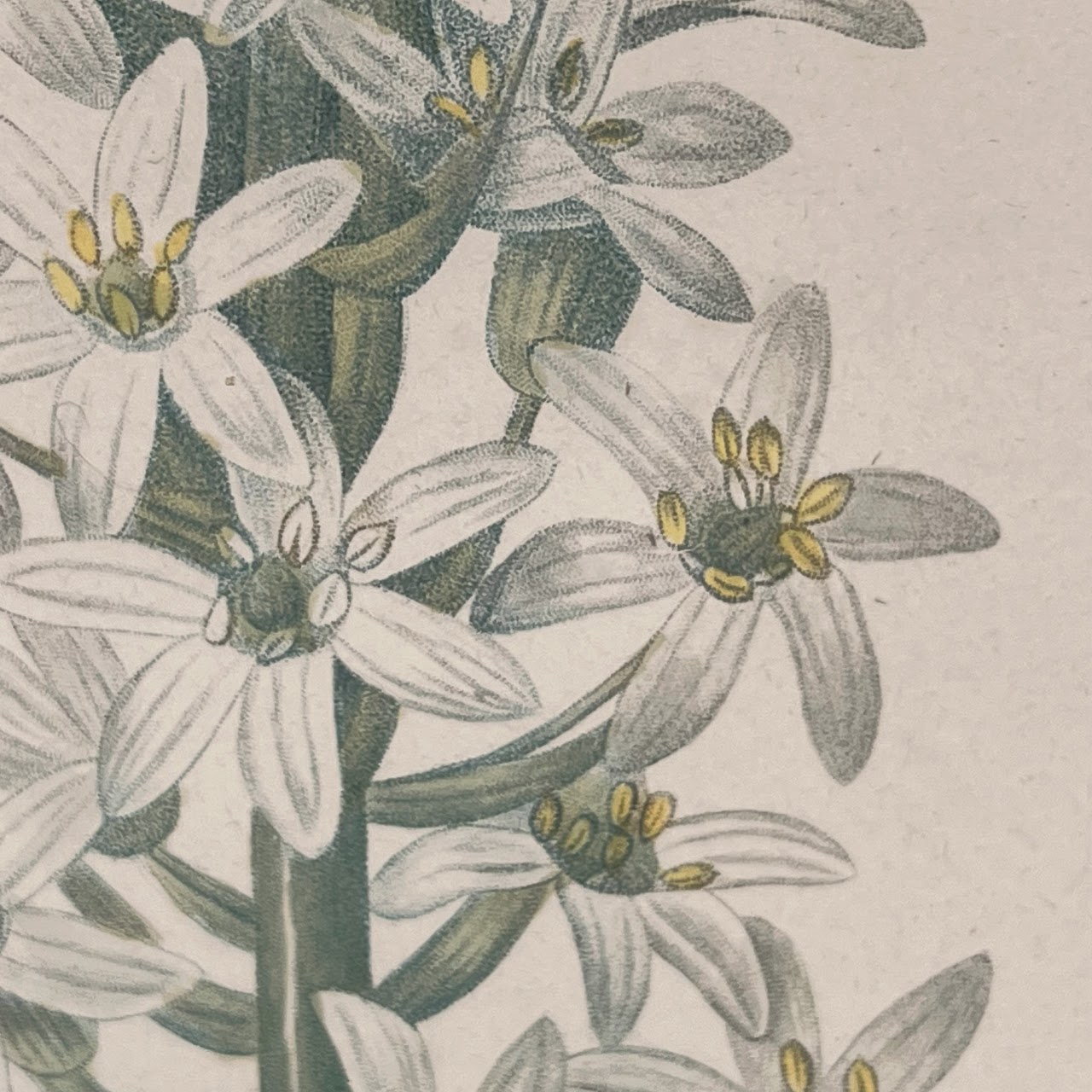 After De Gouy and Pierre Redouté 'Ornithogalum' Antique Botanical Lithograph