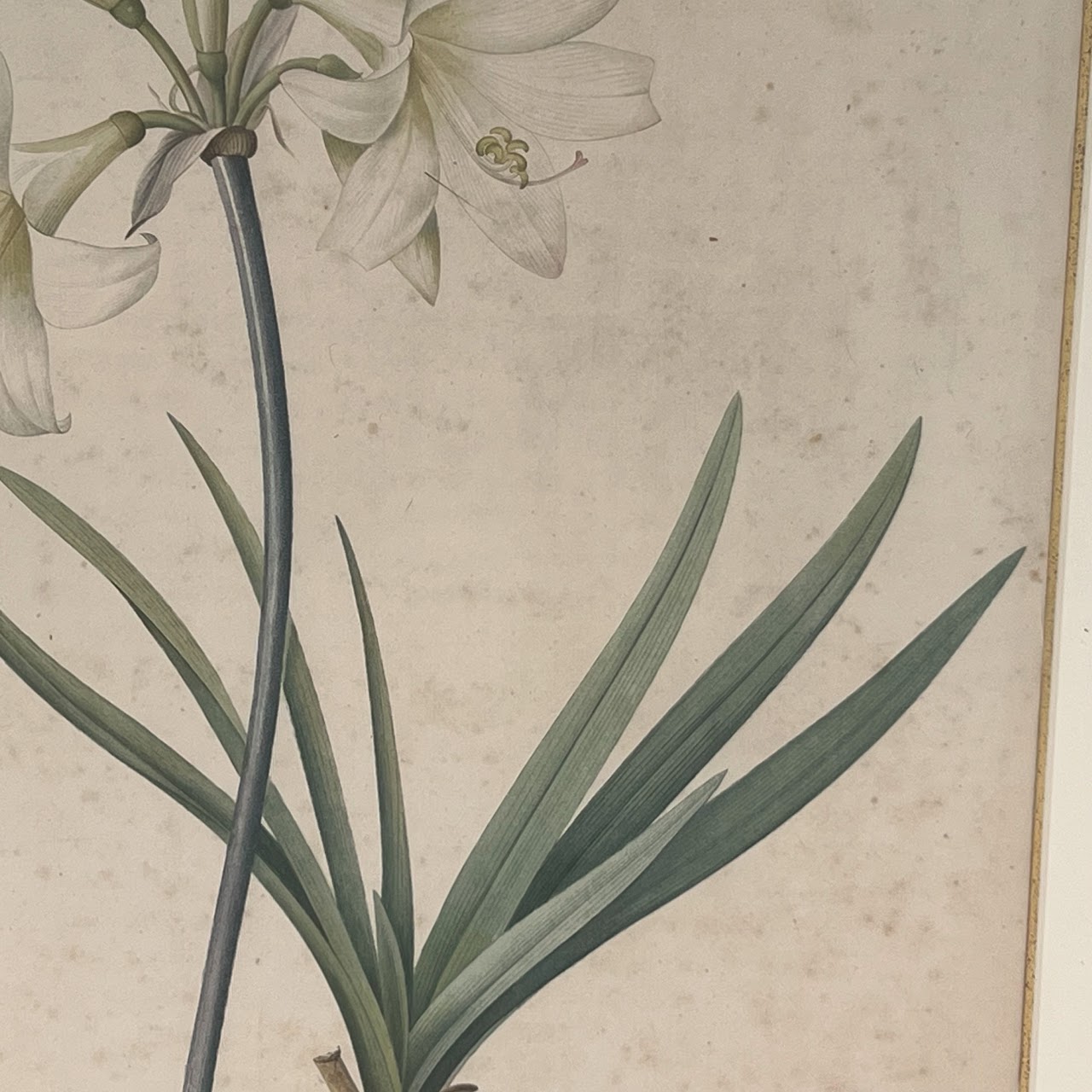 After De Gouy and Pierre Redouté 'Amaryllis' Antique Botanical Lithograph