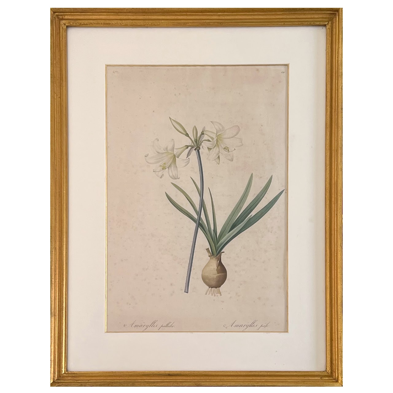 After De Gouy and Pierre Redouté 'Amaryllis' Antique Botanical Lithograph