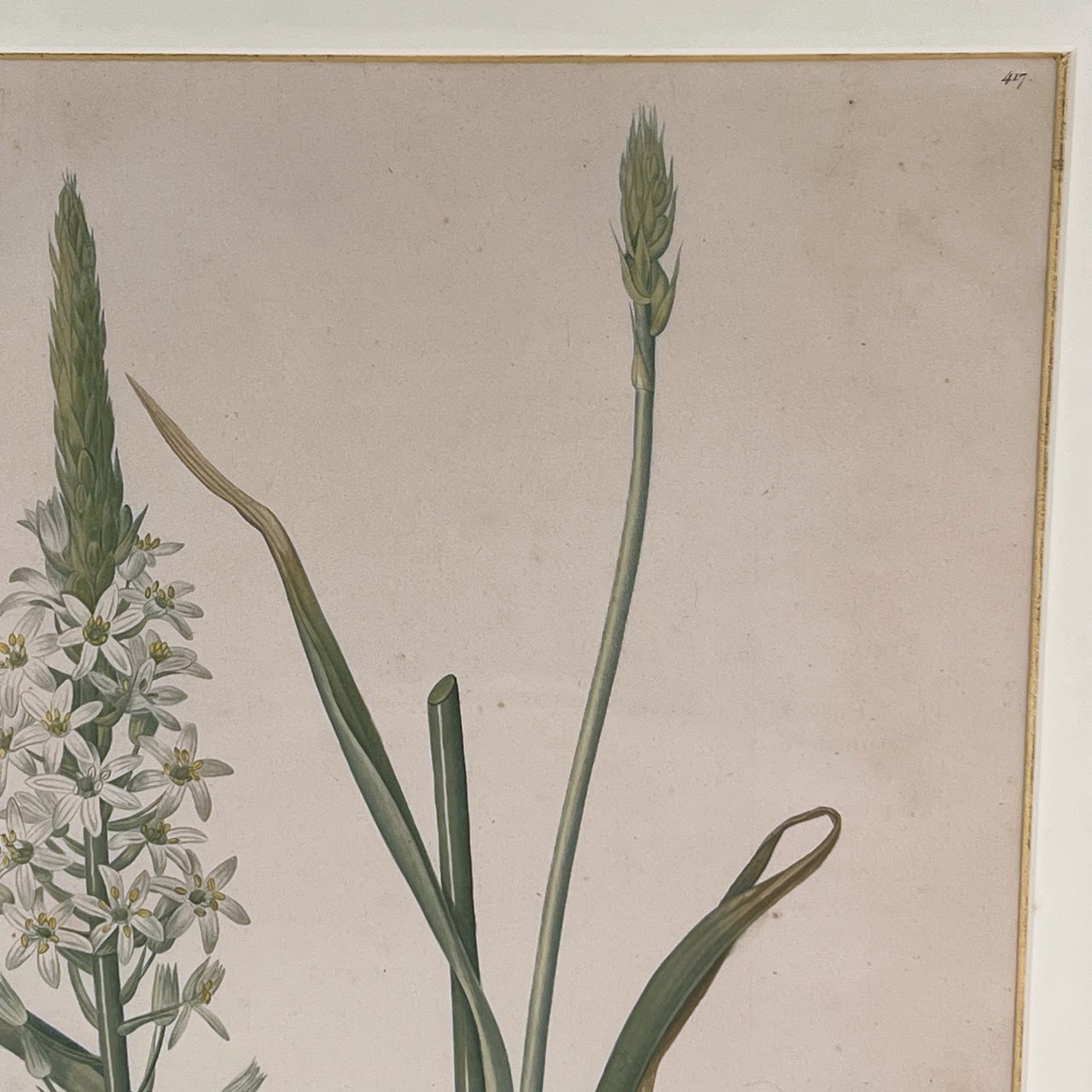 After De Gouy and Pierre Redouté 'Ornithogalum' Antique Botanical Lithograph