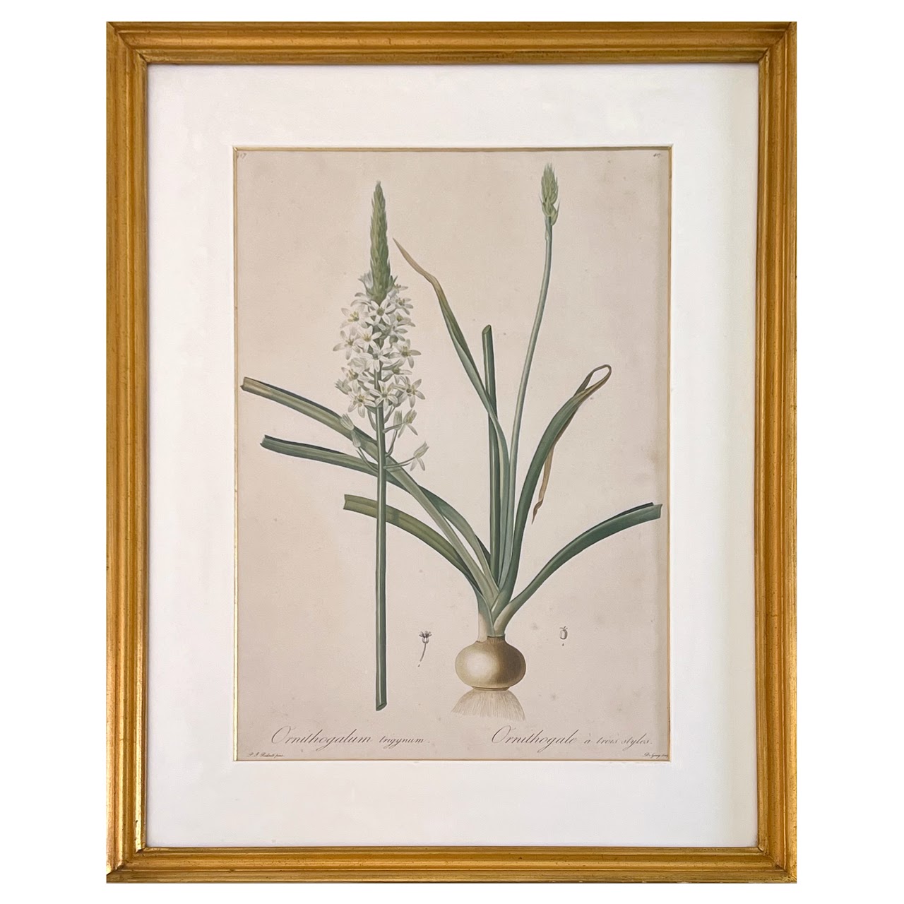 After De Gouy and Pierre Redouté 'Ornithogalum' Antique Botanical Lithograph