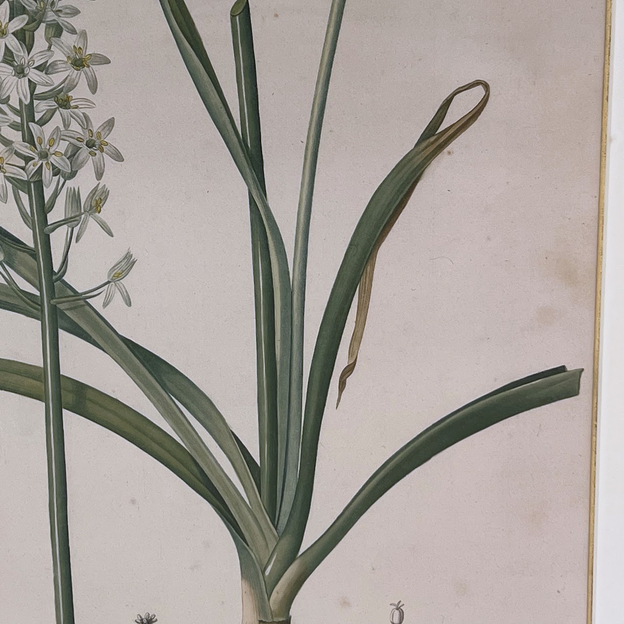 After De Gouy and Pierre Redouté 'Ornithogalum' Antique Botanical Lithograph