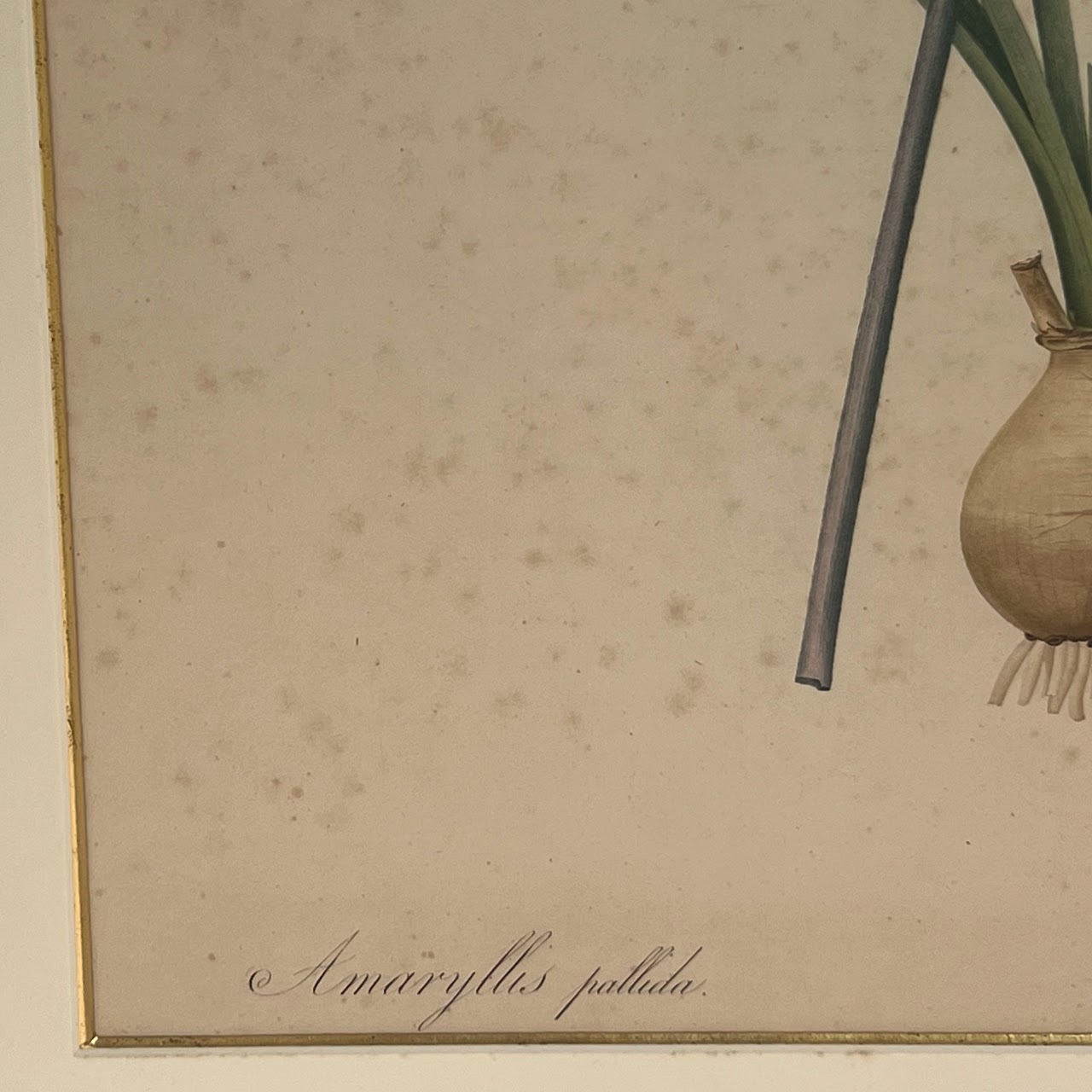 After De Gouy and Pierre Redouté 'Amaryllis' Antique Botanical Lithograph