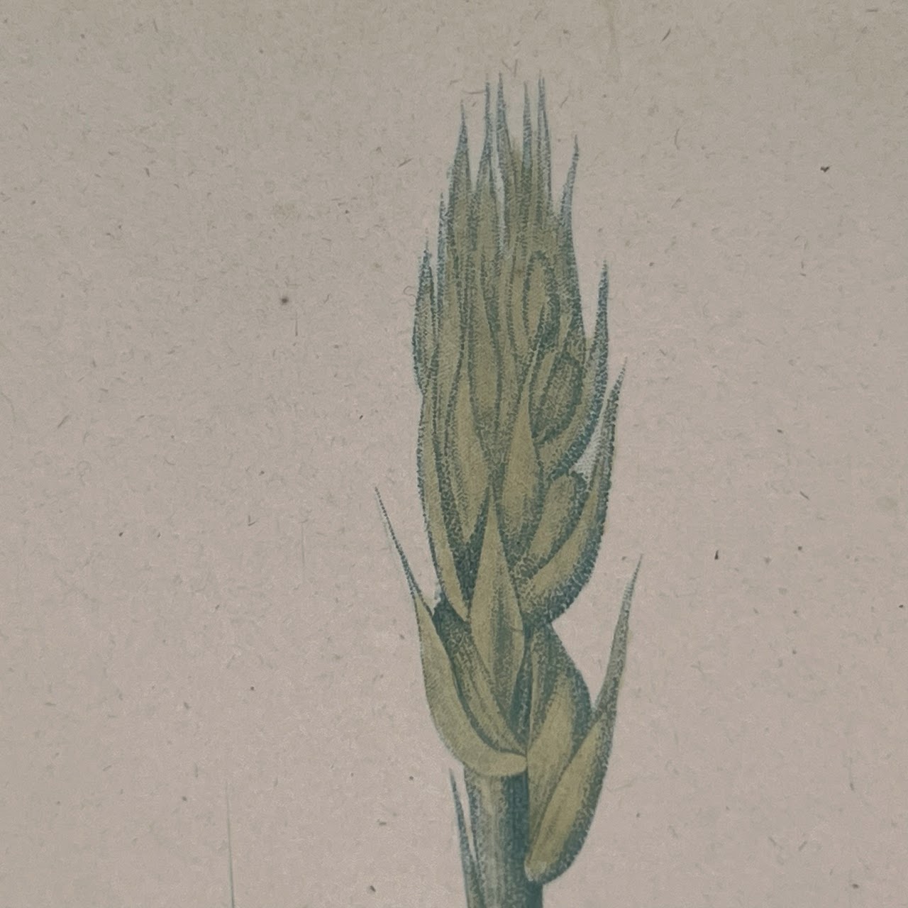 After De Gouy and Pierre Redouté 'Ornithogalum' Antique Botanical Lithograph