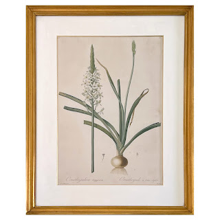 After De Gouy and Pierre Redouté 'Ornithogalum' Antique Botanical Lithograph