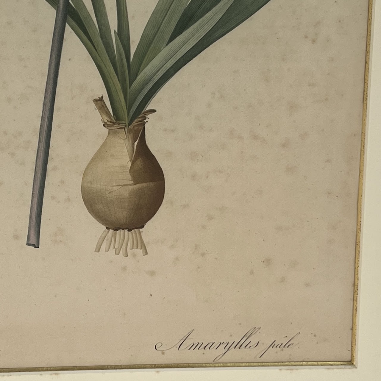 After De Gouy and Pierre Redouté 'Amaryllis' Antique Botanical Lithograph