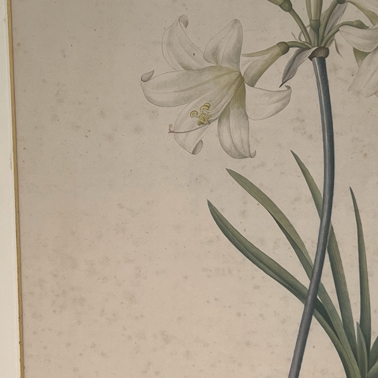 After De Gouy and Pierre Redouté 'Amaryllis' Antique Botanical Lithograph