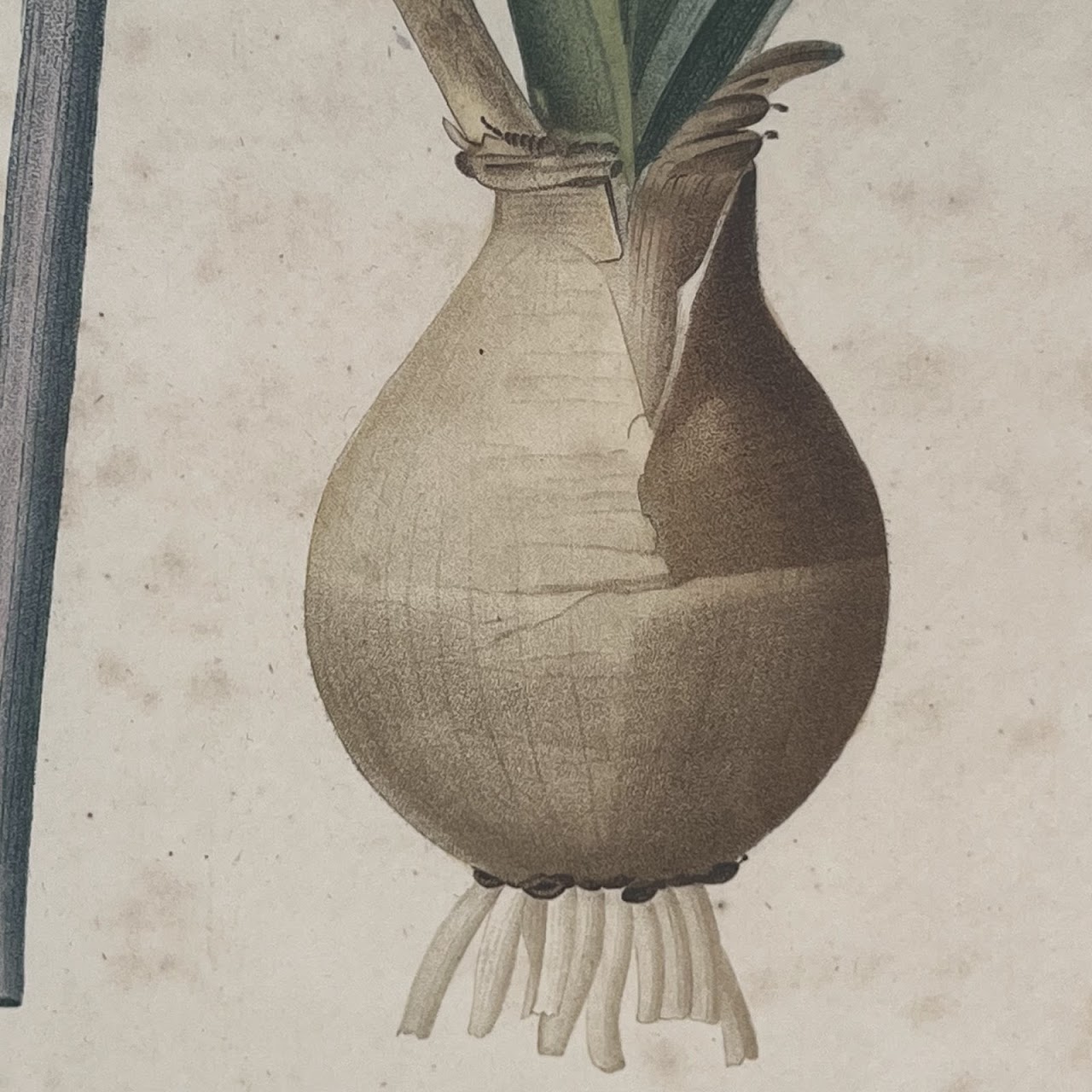 After De Gouy and Pierre Redouté 'Amaryllis' Antique Botanical Lithograph