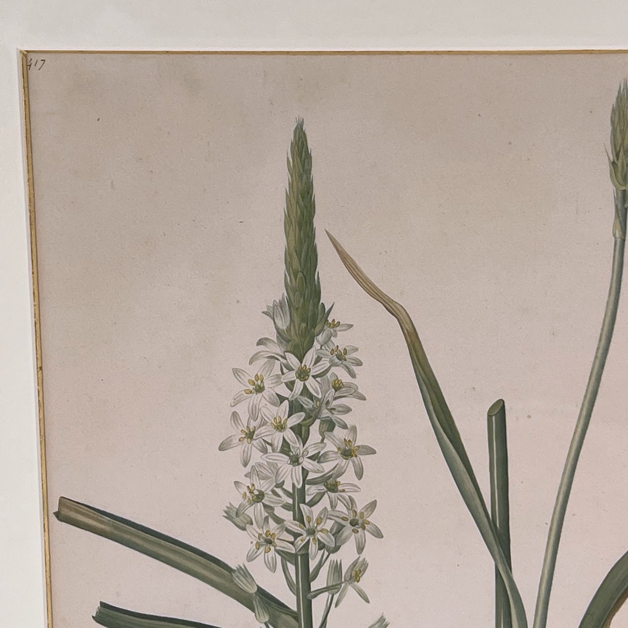 After De Gouy and Pierre Redouté 'Ornithogalum' Antique Botanical Lithograph