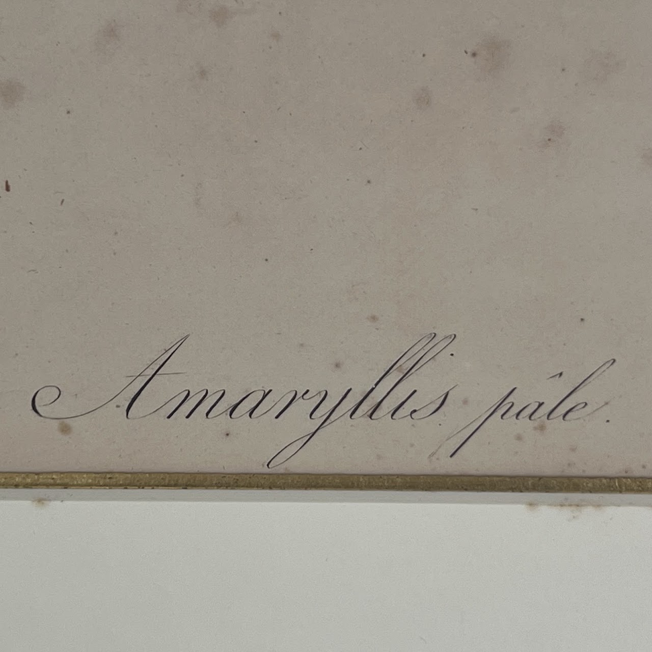 After De Gouy and Pierre Redouté 'Amaryllis' Antique Botanical Lithograph