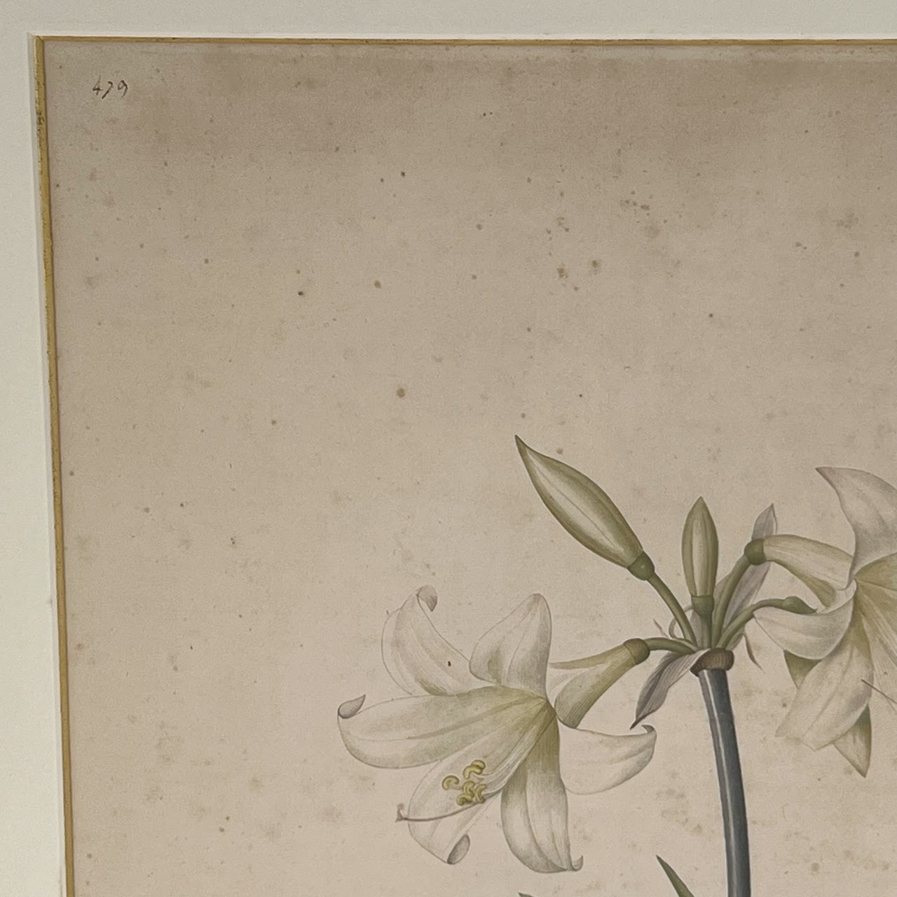 After De Gouy and Pierre Redouté 'Amaryllis' Antique Botanical Lithograph