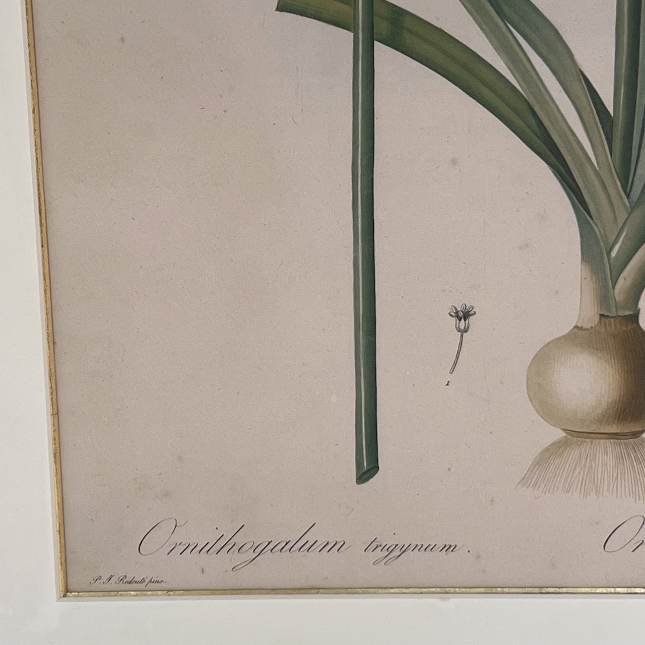 After De Gouy and Pierre Redouté 'Ornithogalum' Antique Botanical Lithograph